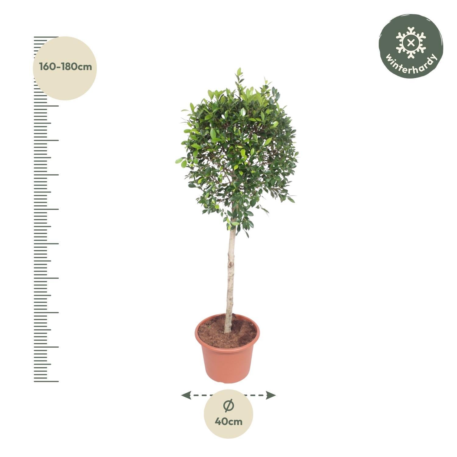 Ficus Nitida Baum - 170 cm - ø40