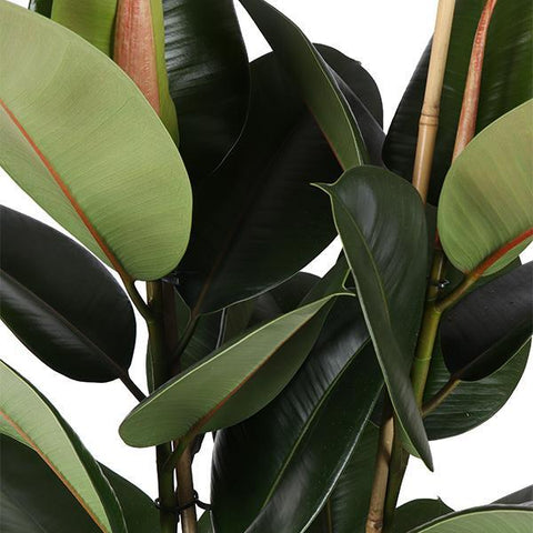 Ficus Elastica Robusta - Ø21cm - ↕90cm in Vibes Weiß Topf