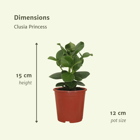 Clusia Princess (Signaturbaum) - 2 Stücke - Ø12cm - ↕15cm