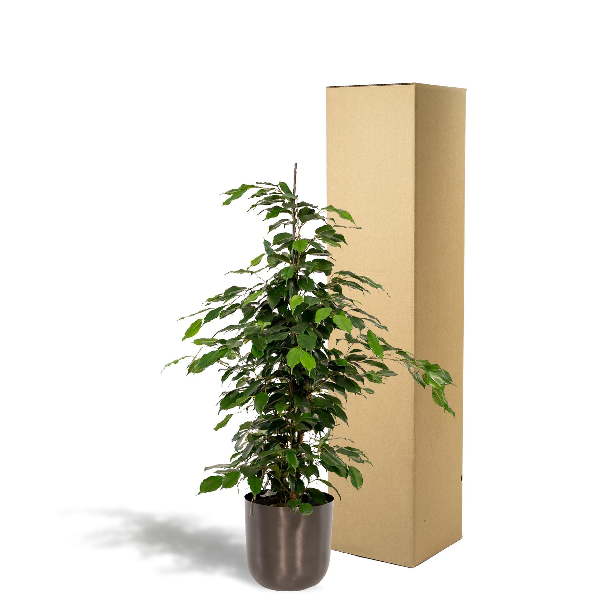 Ficus benjamina Danielle - Ø21cm - ↕95cm + Topf Mayk Lead