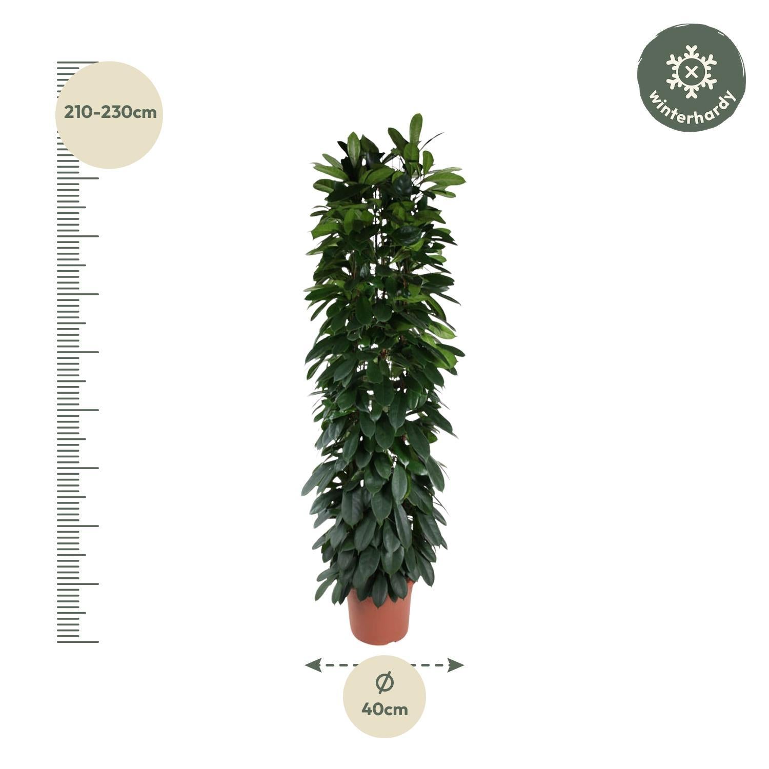 Ficus Cyatistipula Säule - 220 cm - ø40