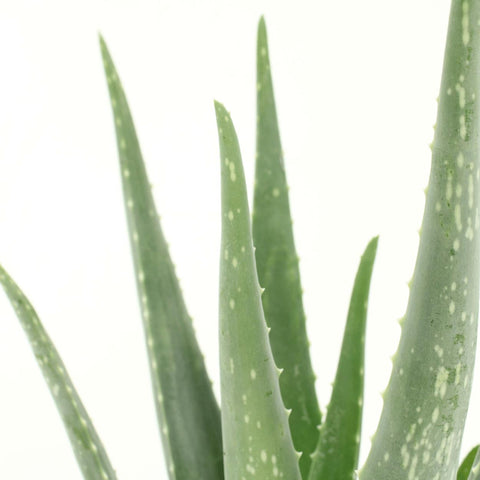 2x Aloe Vera - Sukkulente - 40cm - ø12