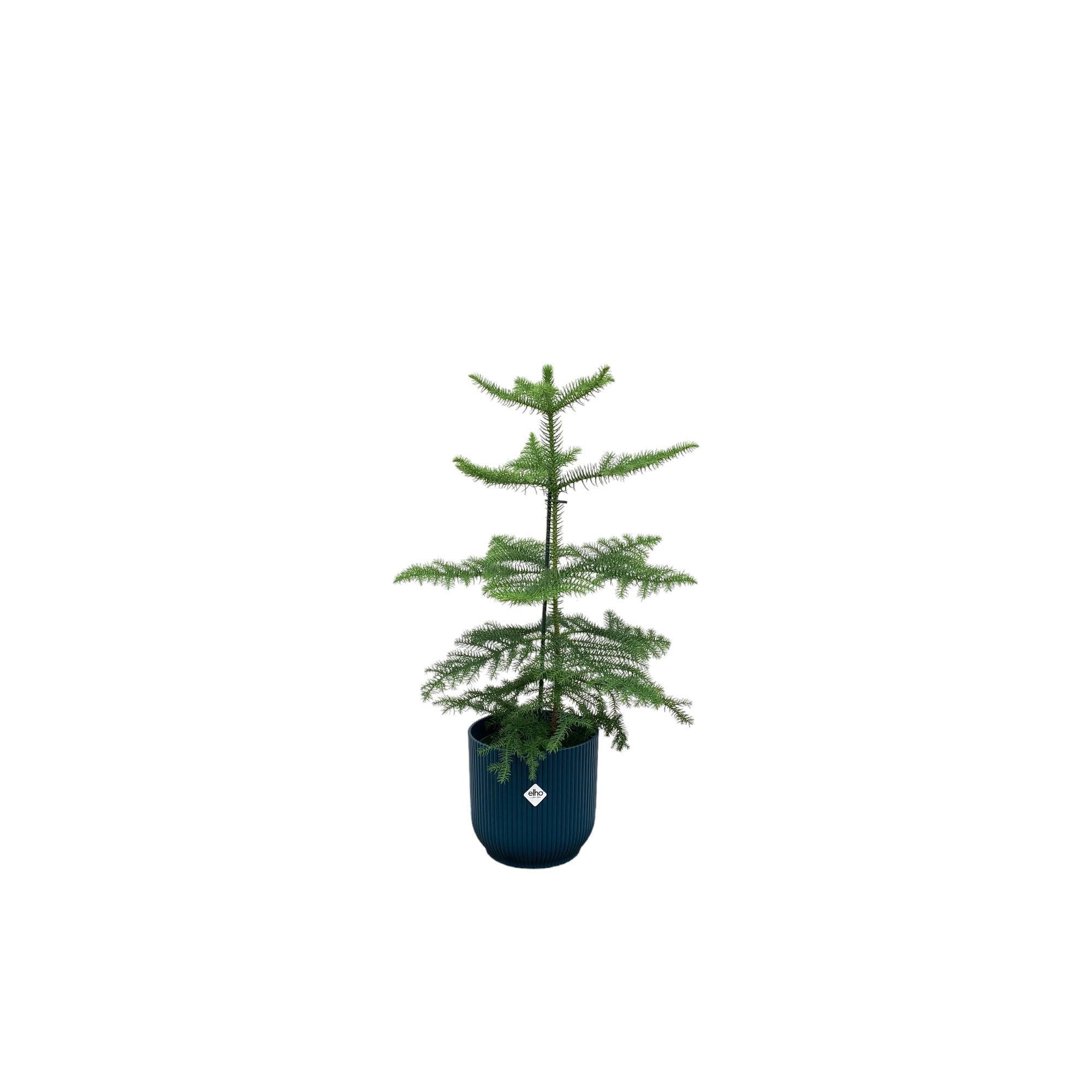 Kombi-Angebot - Araucaria (Zimmerkiefer) inkl. elho Vibes Fold Rund Blau Ø18 - 60 cm