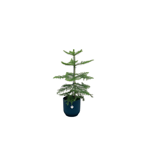 Kombi-Angebot - Araucaria (Zimmerkiefer) inkl. elho Vibes Fold Rund Blau Ø18 - 60 cm