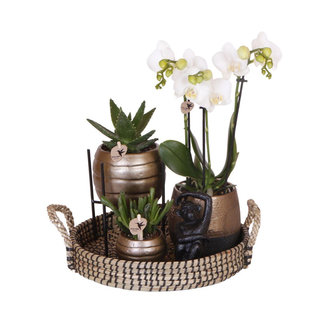 Kolibri Company | Komplettes Pflanzenset Home Hub | Grünpflanzen mit weißer Phalaenopsis-Orchidee inkl. schwarzen Keramik-Ziertöpfen und Zubehör