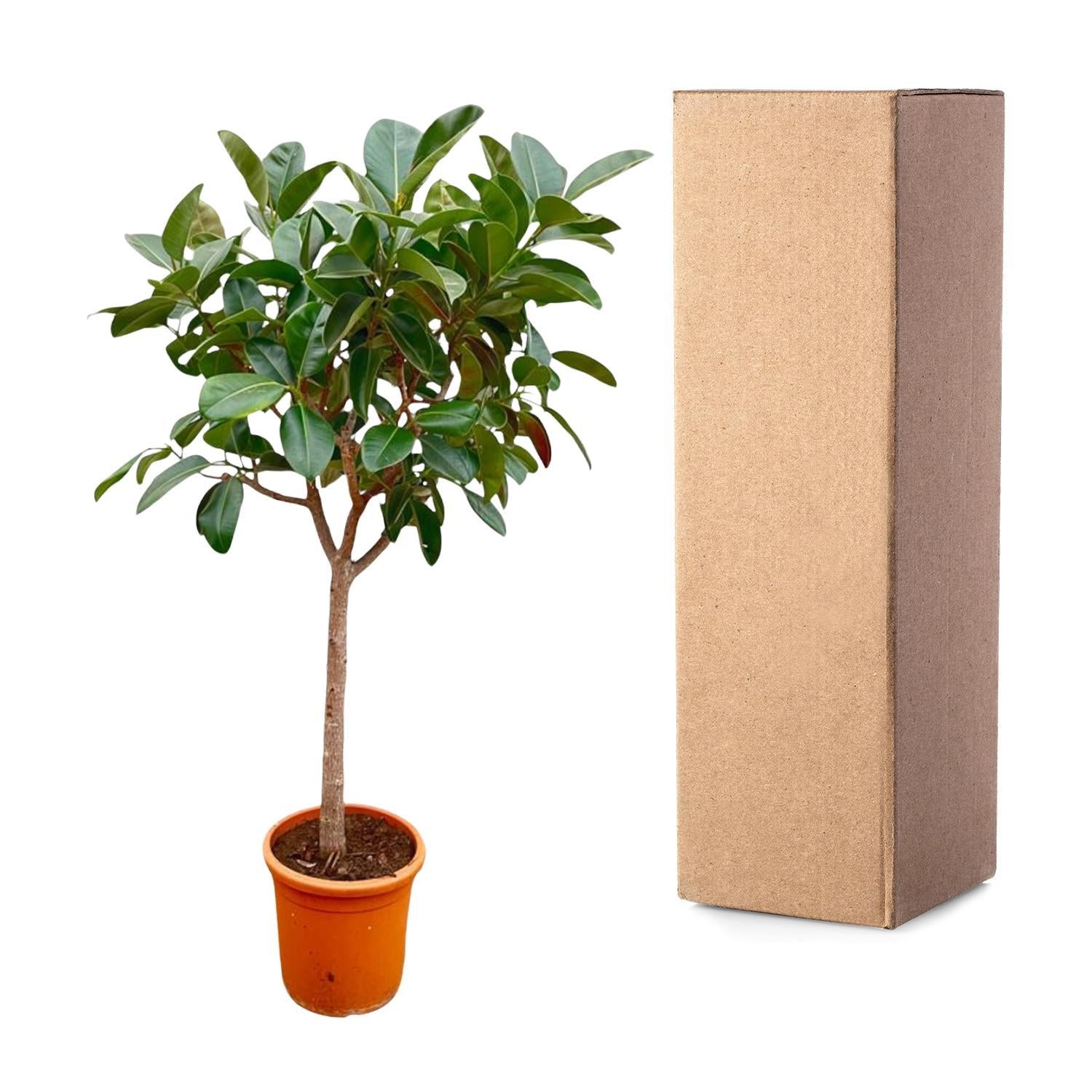 Ficus Elastica Robusta auf Stamm - 210cm - ø40