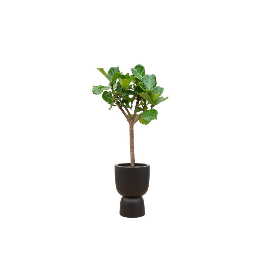 Kombi-Angebot - Ficus Lyrata Baum inkl. elho Pure Coupe Schwarz Ø41 - 210 cm