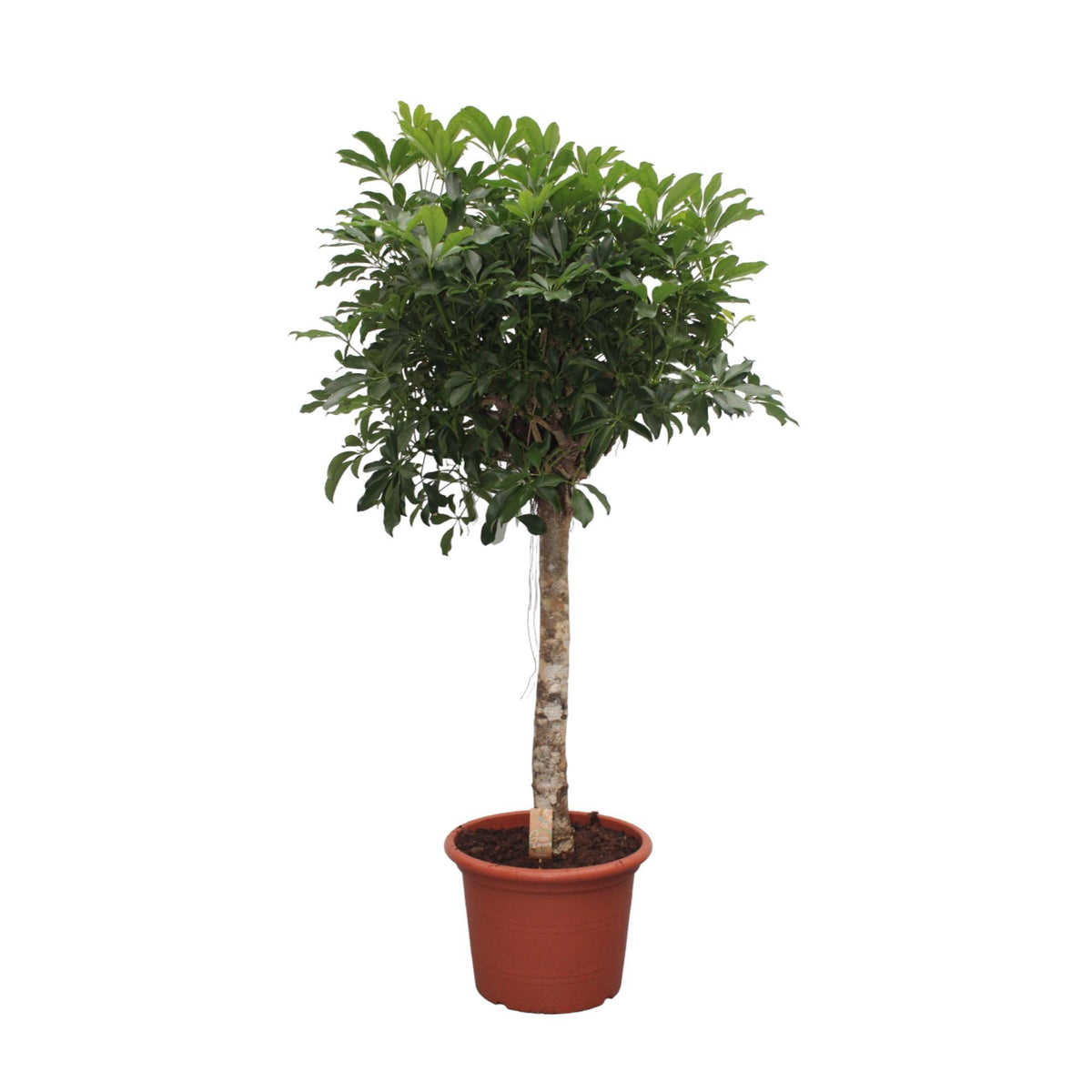 Schefflera Arboricola Compacta Baum - 190 cm - ø45