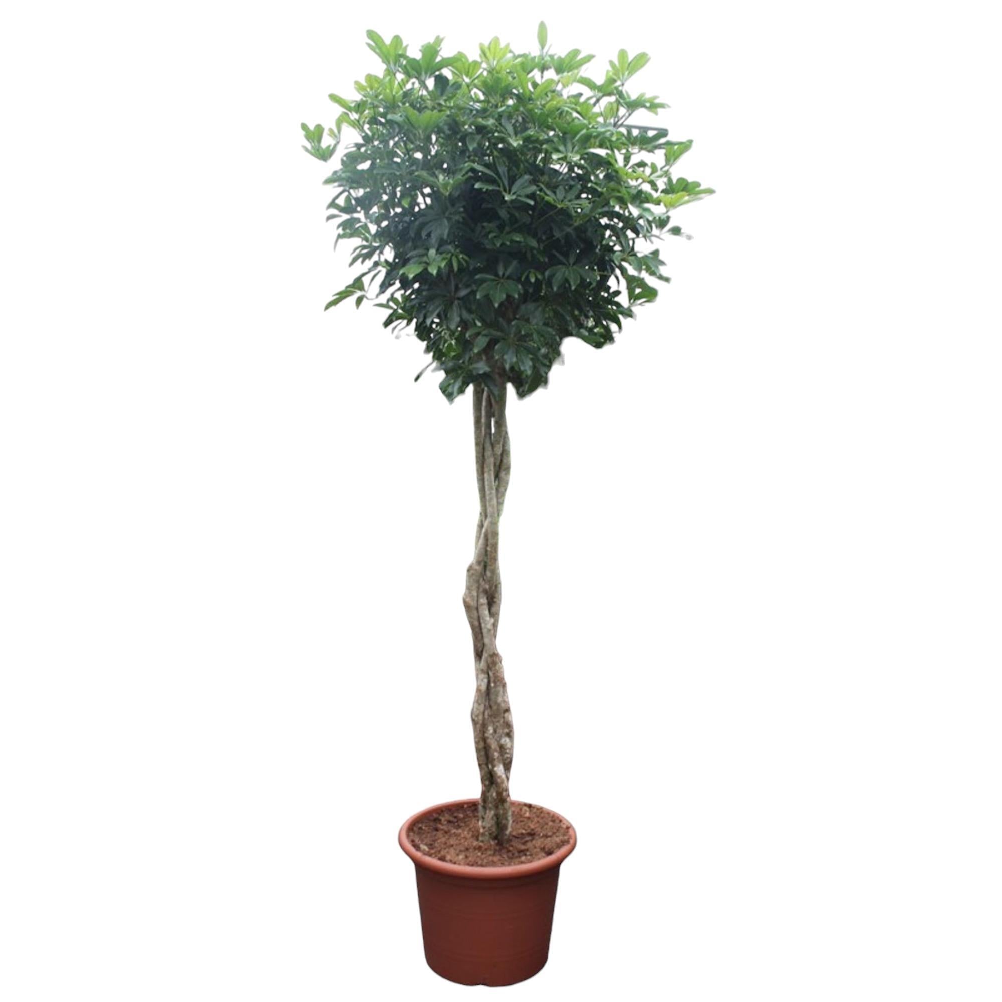 Schefflera Arboricola Compacta geflochtener Stamm - 250 cm - ø55