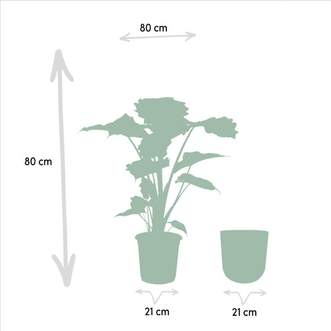 Alocasia Portodora - Ø21cm - ↕80cm + Topf Mayk Lead