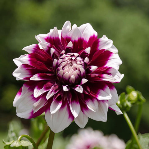 Flowerbulbs Amsterdam - 24x Dahlia Mystery Day, Grootbloemige Uitstraling, 4 m2 dahlia plezier