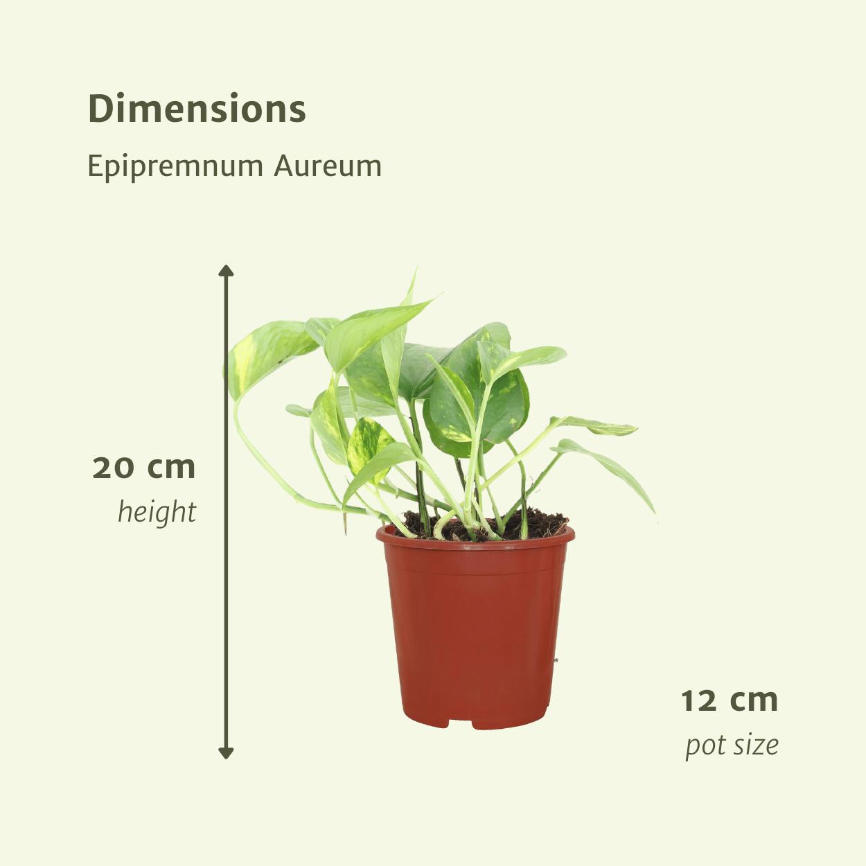 Epipremnum Aureum (Scindapsus) - 4 Stücke - Ø12cm - ↕20cm