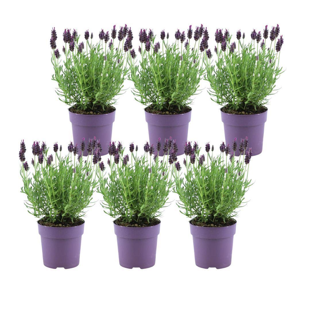 Lavandula Stoechas Anouk® - 12 cm Topf - Set mit 6 Schopflavendel