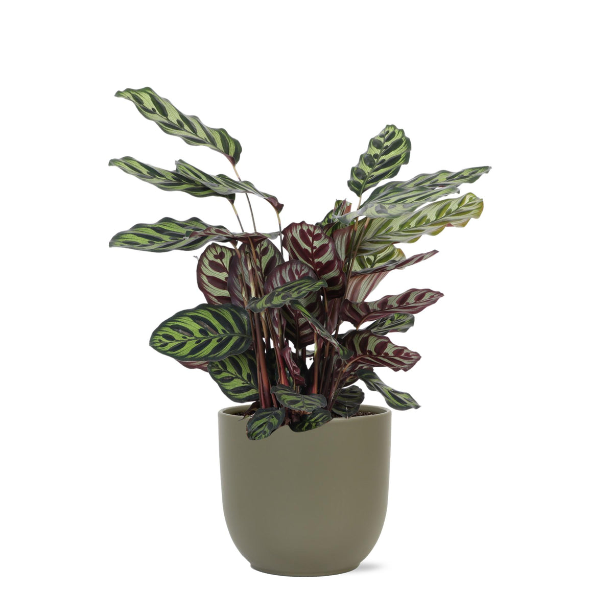 Calathea Makoyana Ø21cm - ↕70cm in Boule Olive Topf