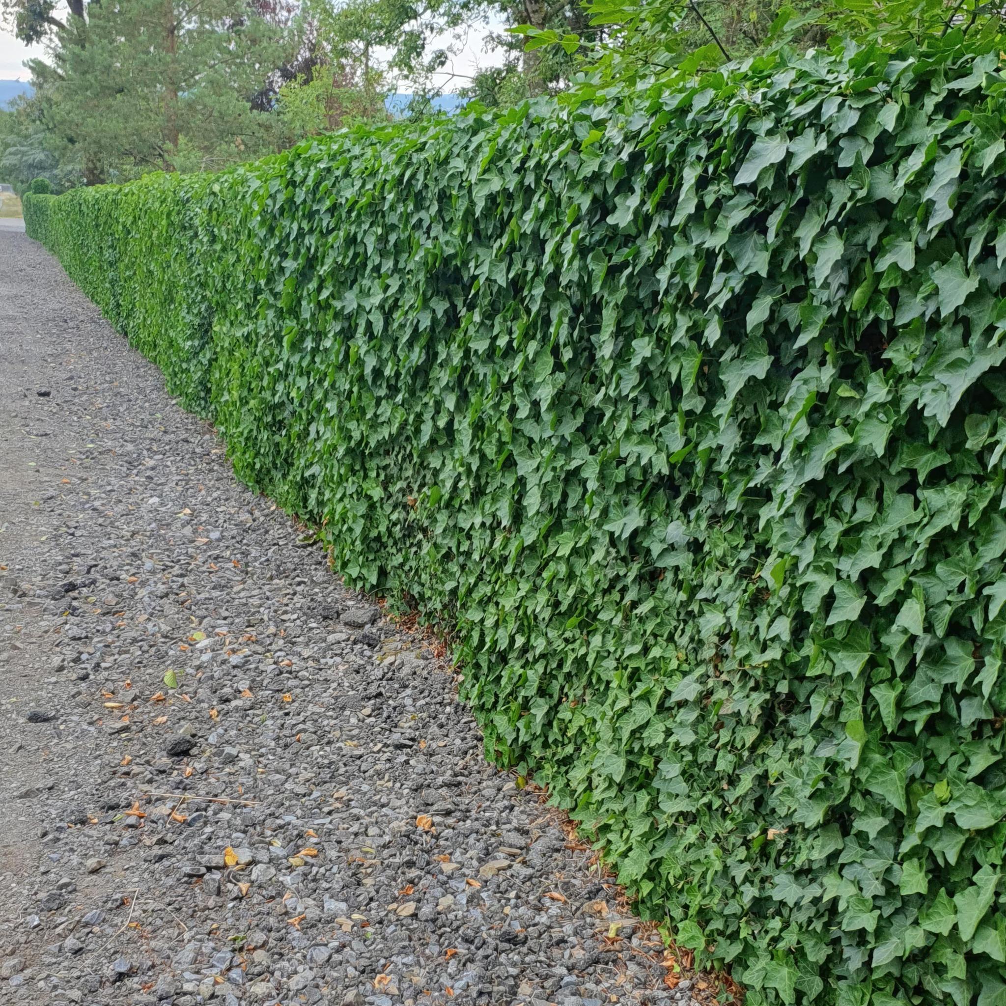 6x Hedera Hibernica - ↕10-25cm - Ø9cm - 20x