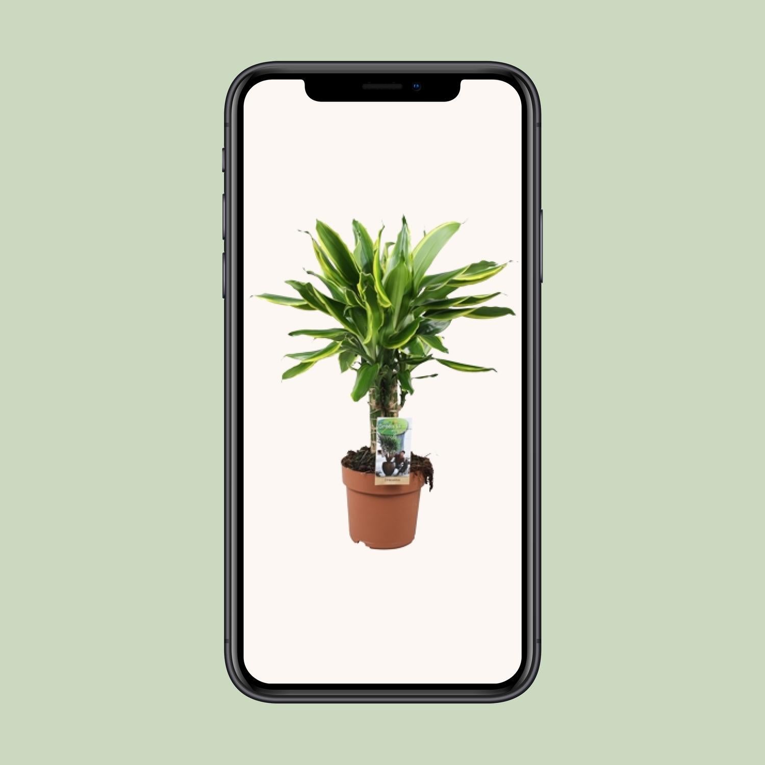 Dracaena Golden Coast - Ø17 ↕50