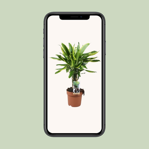 Dracaena Golden Coast - Ø17 ↕50