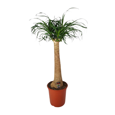 Beaucarnea Nolina - Ø24cm - ↕95cm