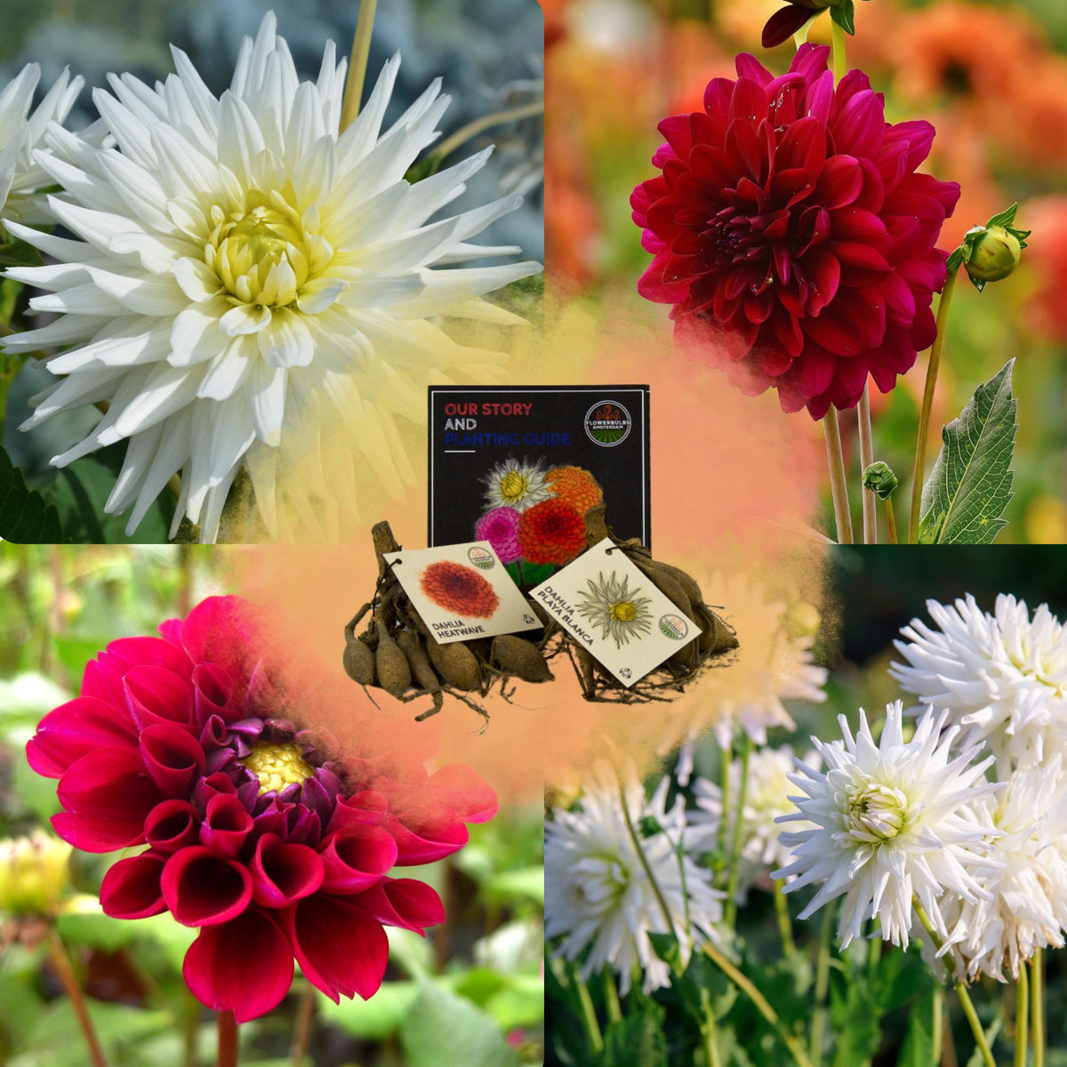 Flowerbulbs Amsterdam - Mix Romantische Schönheiten, Dahlia Playa Blanca & Dahlia Heatwave, 2 Stück