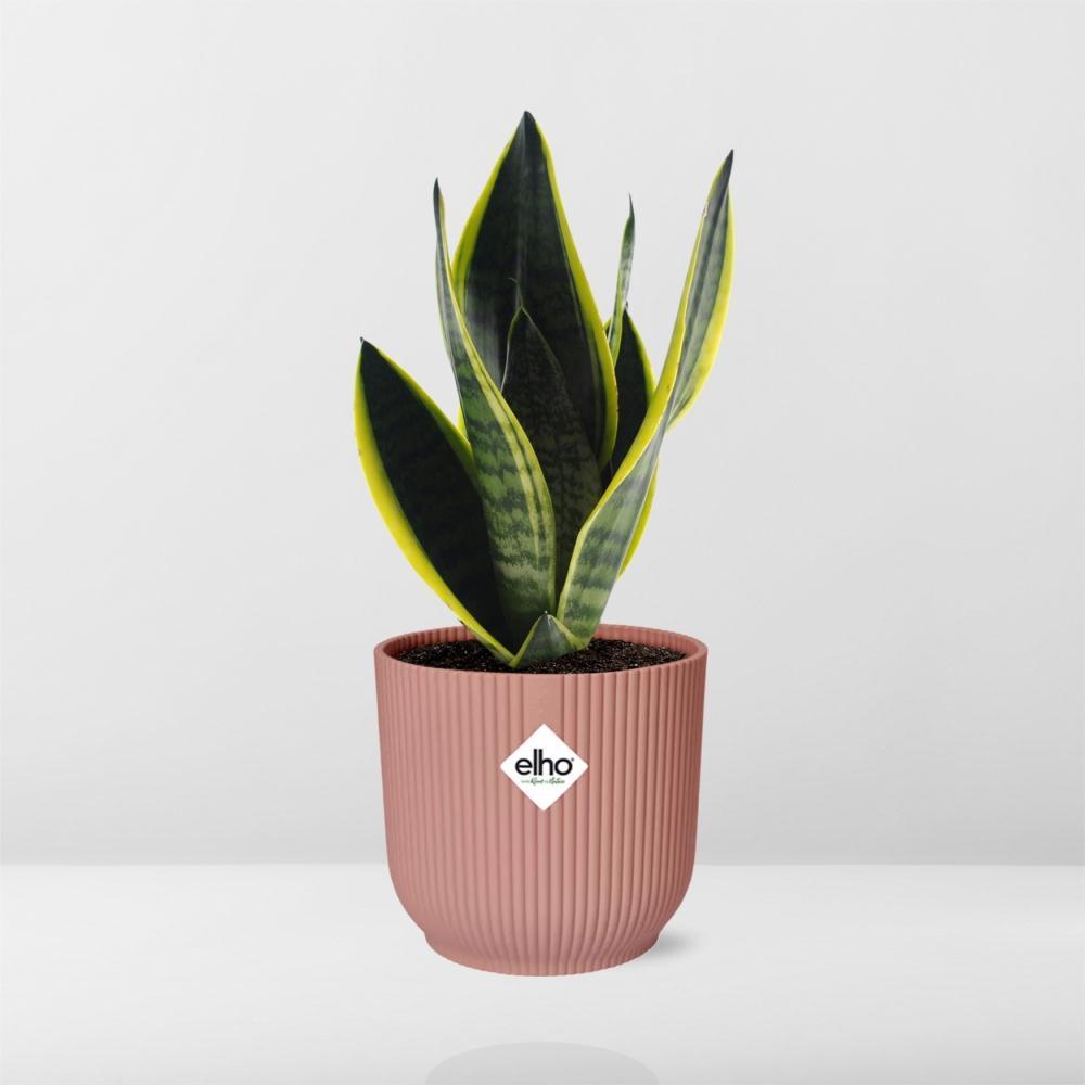 Sansevieria Futura Superba in ELHO Vibes Fold 14cm Rosa