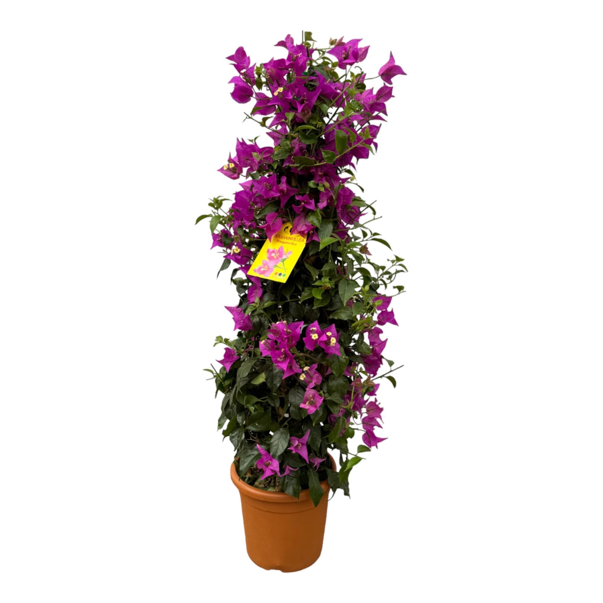 Bougainvillea Pyramide - 100 cm - Ø23cm