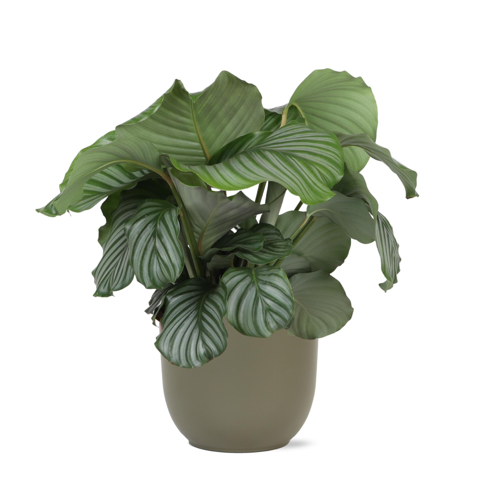 Calathea Orbifolia Ø21cm - ↕70cm in Boule Oliv Topf