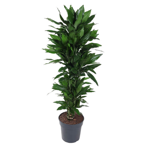 Dracaena Janet Lind verzweigt - 150 cm - ø31