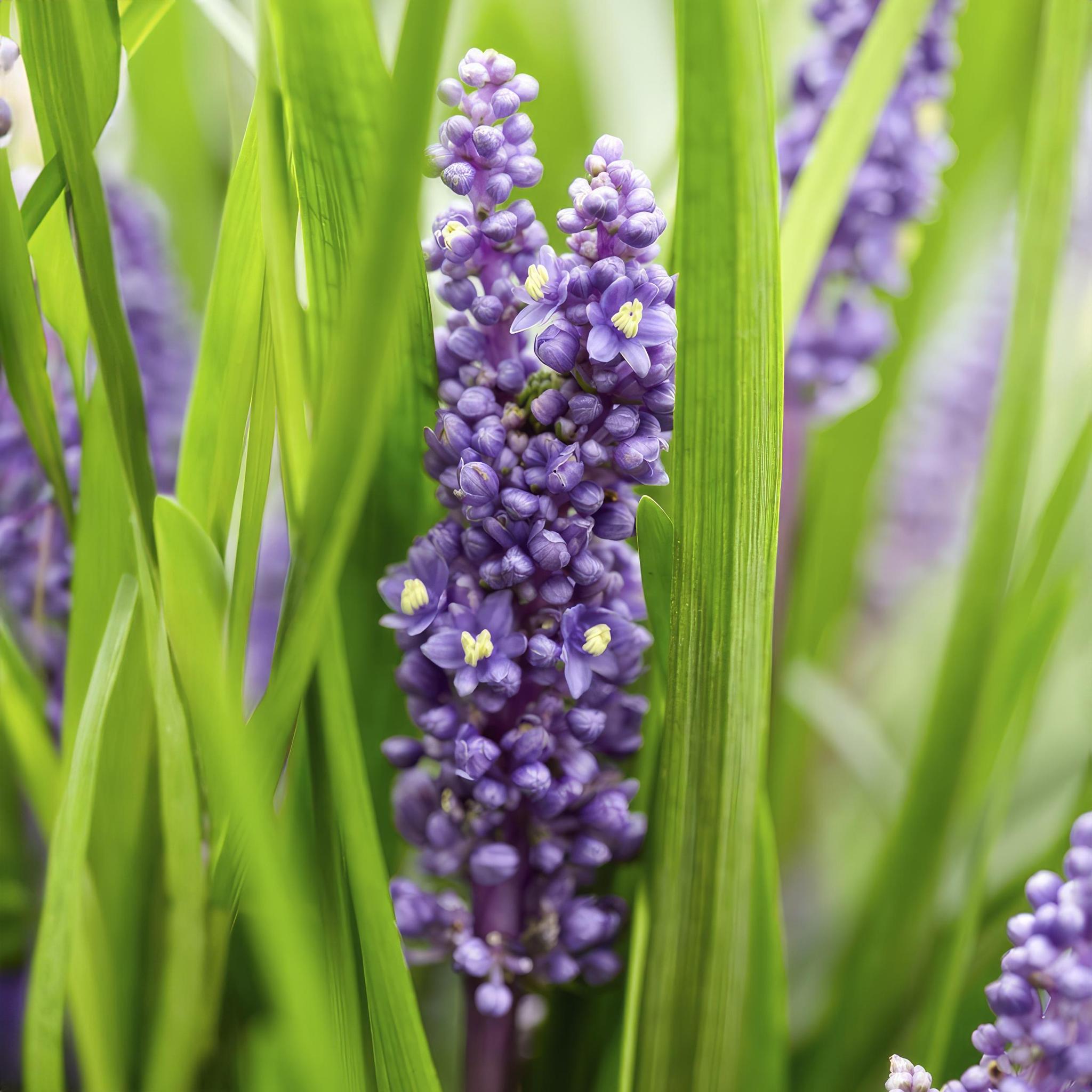 6x Liriope muscari 'Big Blue' - ↕10-25cm - Ø9cm - 40x