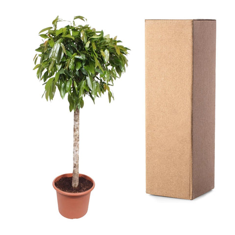 Ficus Amstel King - 180 cm - ø40