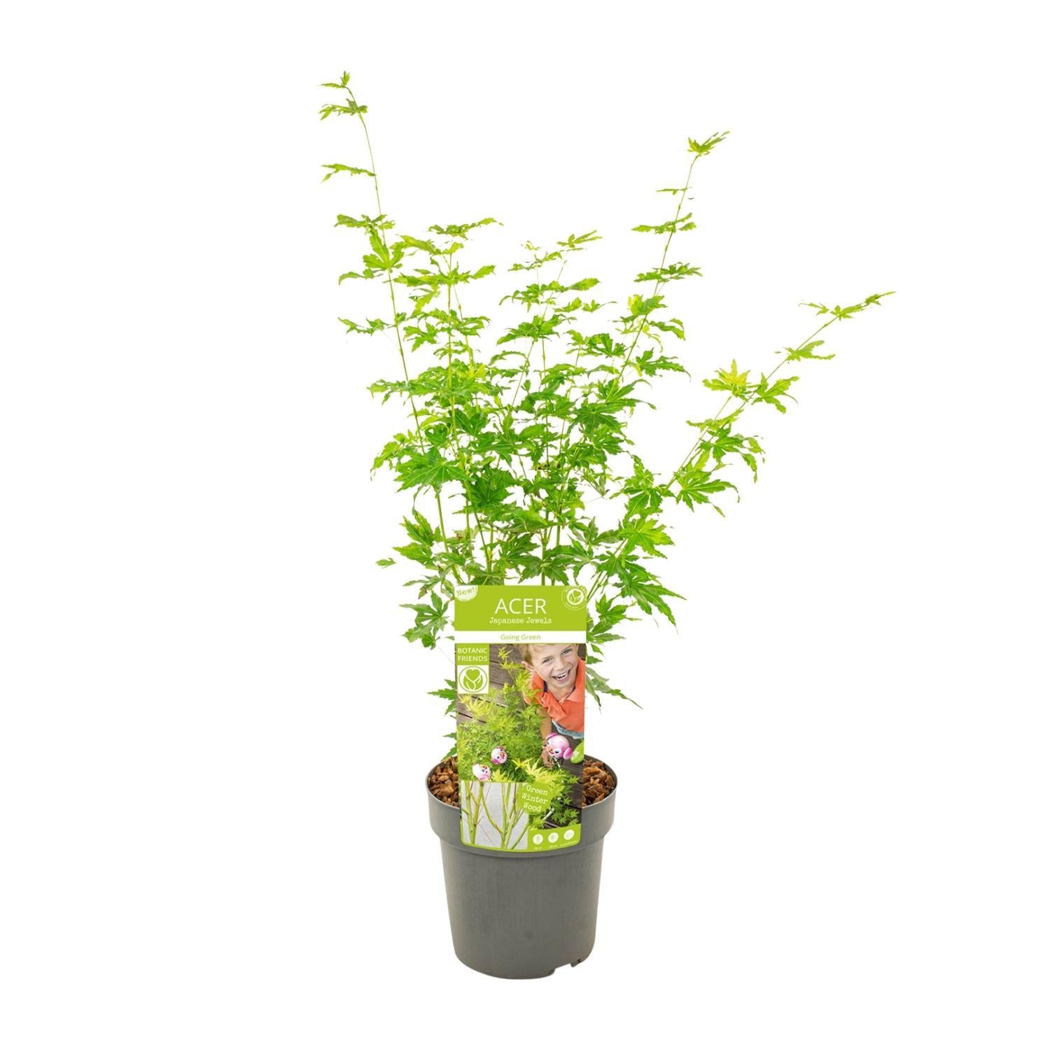 Acer Palmatum Going Green - Ø19 - ↨40cm