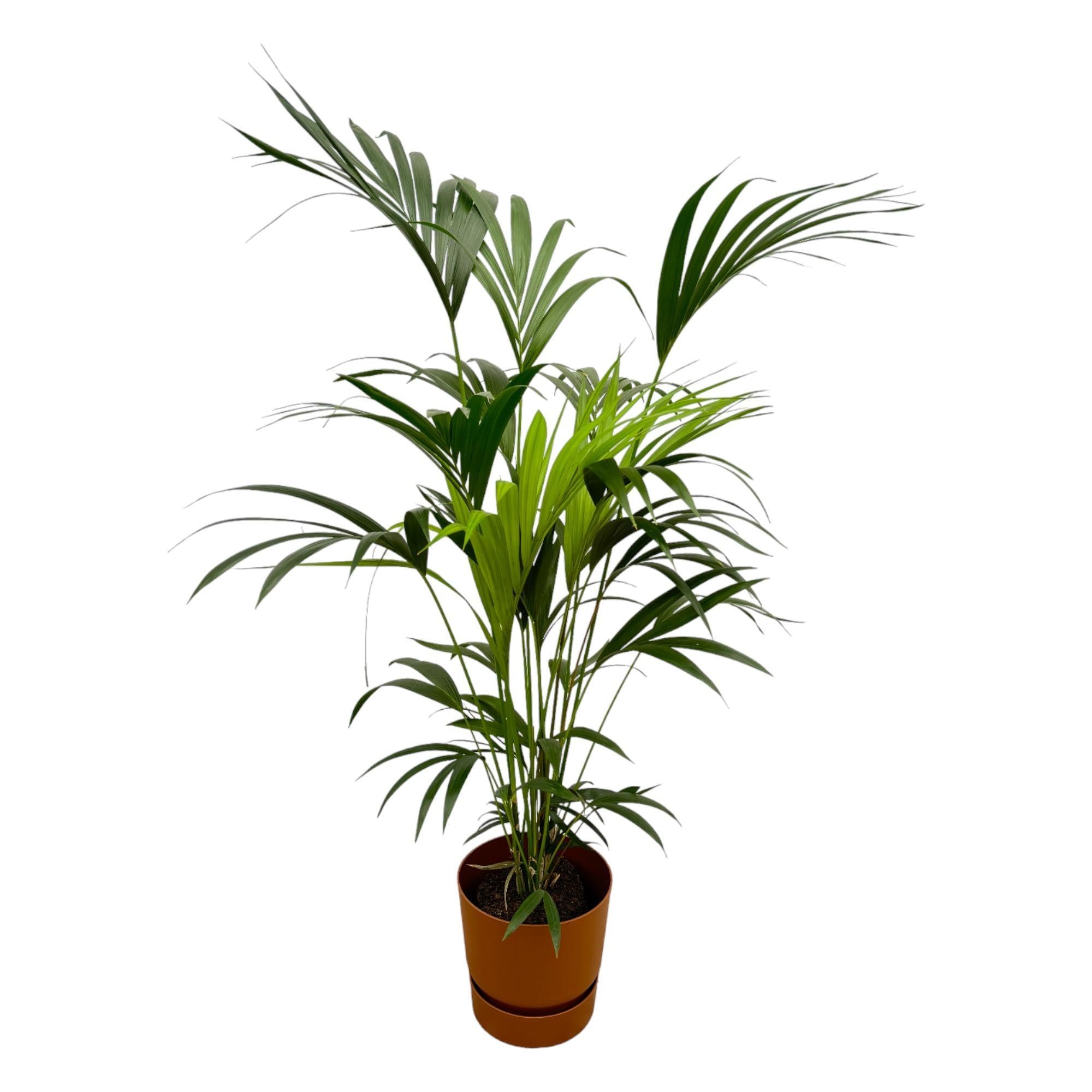 Kentia Palme inklusive elho Greenville Rund Braun - 160cm - Ø24