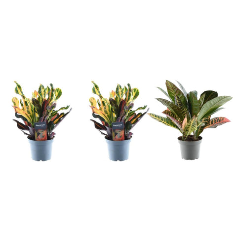 3x Croton Codiaeum Mischung - 30 cm - ø12