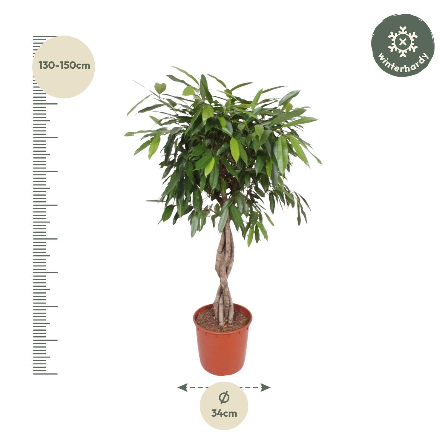 Ficus Amstel King mit geflochtenem Stamm - 140 cm - ø34