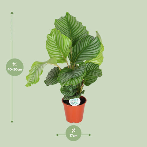 Calathea Orbifolia - Ø17cm - ↕60cm