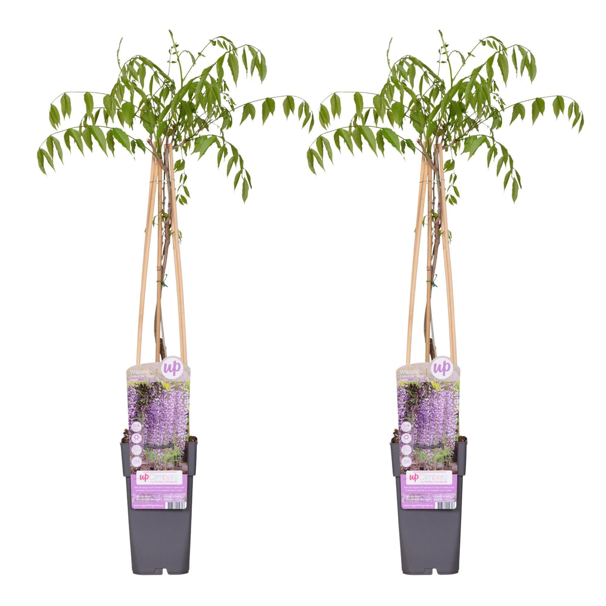 2x - Wisteria floribunda 'Naga Noda' - ↨65cm - Ø15