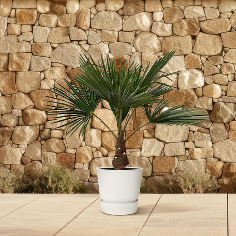 Trachycarpus - 90cm- Ø21