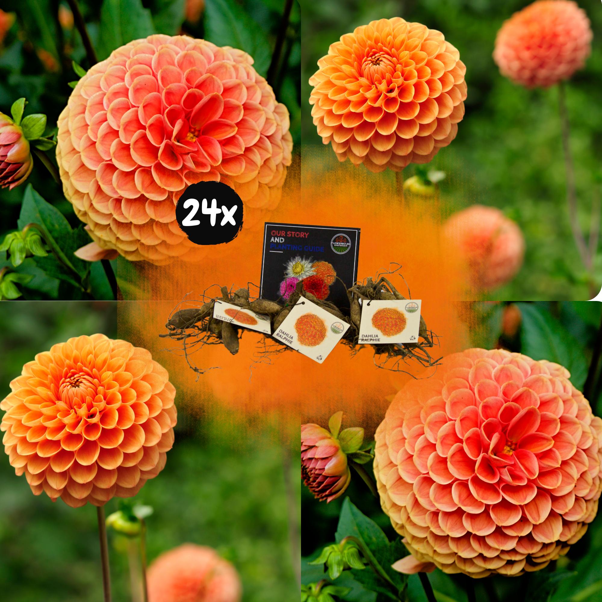 Flowerbulbs Amsterdam - 24x Dahlia Ralphie, Orange schimmernde Blumen, 4 m2 Dahlienfreude