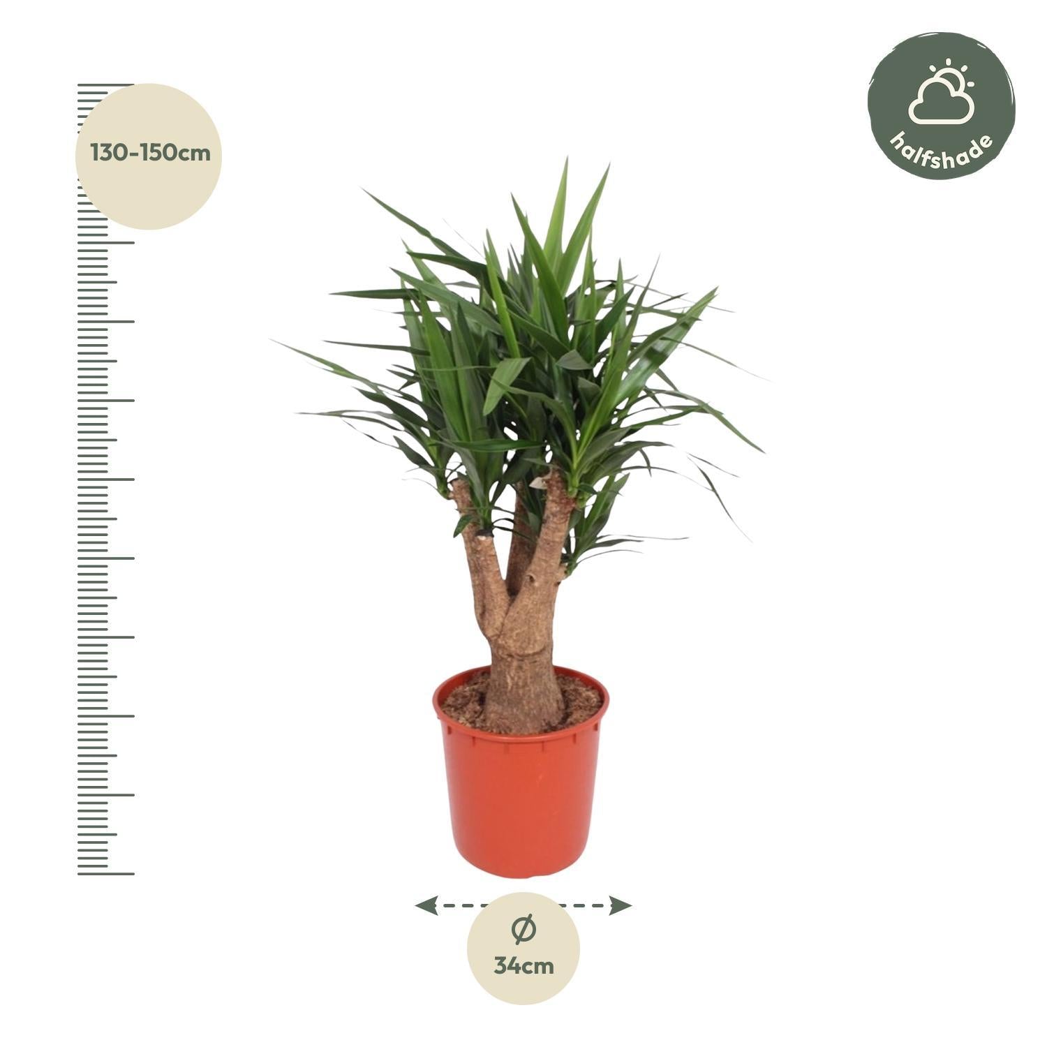 Yucca Elephantipess verzweigt - 140 cm - ø34