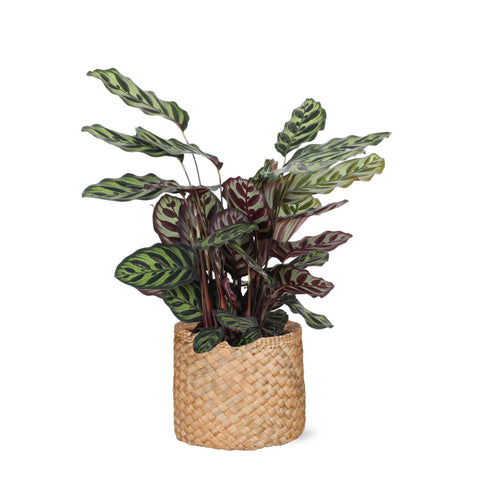 Calathea Makoyana Ø21cm - ↕70cm in Albury Natural Korb