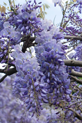 2x - Wisteria sinensis 'Prolific' - ↨65cm - Ø15