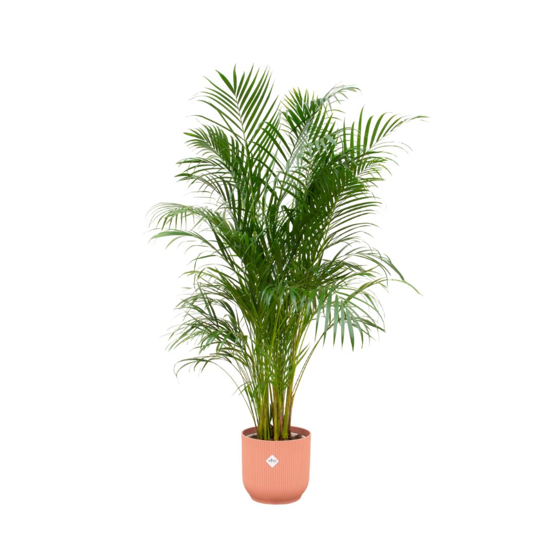 Kombi-Angebot - Areca-Palme inkl.  elho Vibes Fold Rund Rosa Ø30 - 180 cm