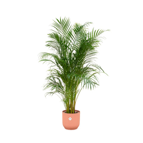 Kombi-Angebot - Areca-Palme inkl.  elho Vibes Fold Rund Rosa Ø30 - 180 cm