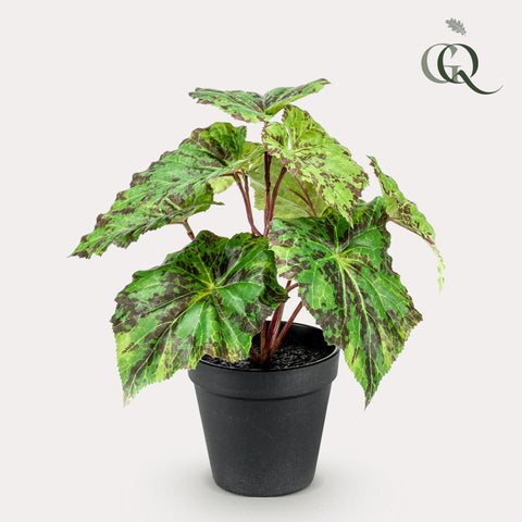 Kunstpflanze - Begonia Rex - Königsbegonie - 25 cm