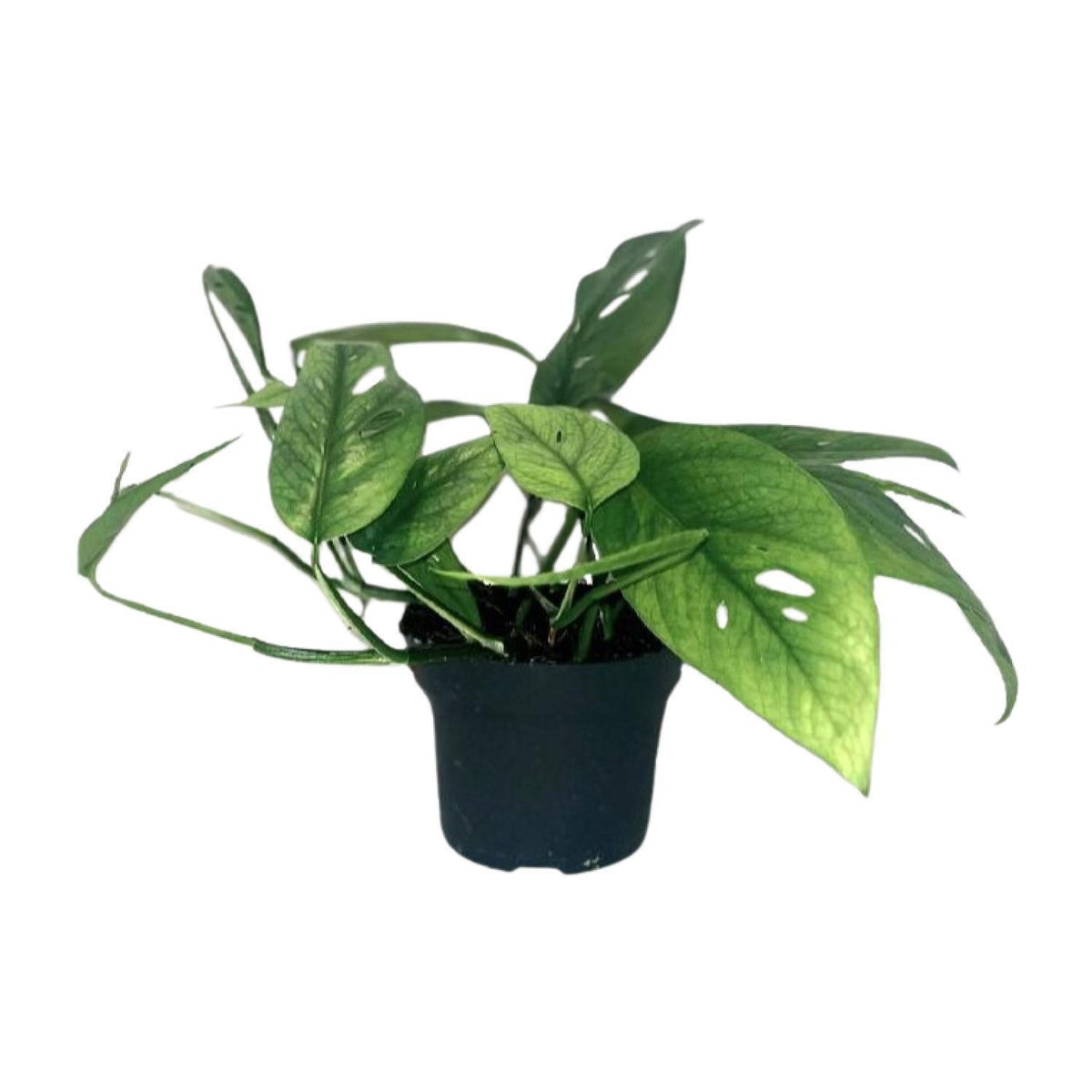 Epipremnum Cebu Blue - Ø12cm - ↕20cm