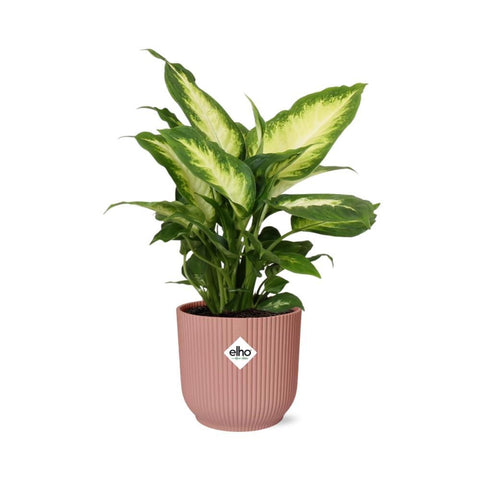 Dieffenbachia ‘Camilla’ in ELHO Vibes Fold 14cm Rosa