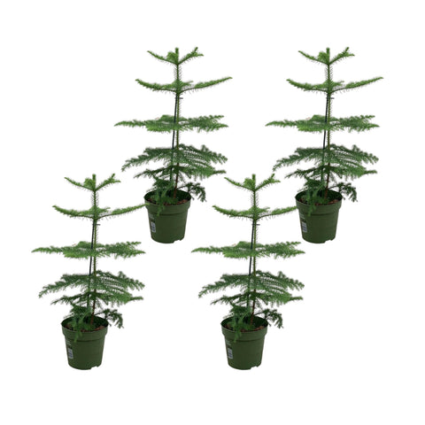 Araucaria (Zimmerfichte) Paket - 4x Araucaria - 60 cm