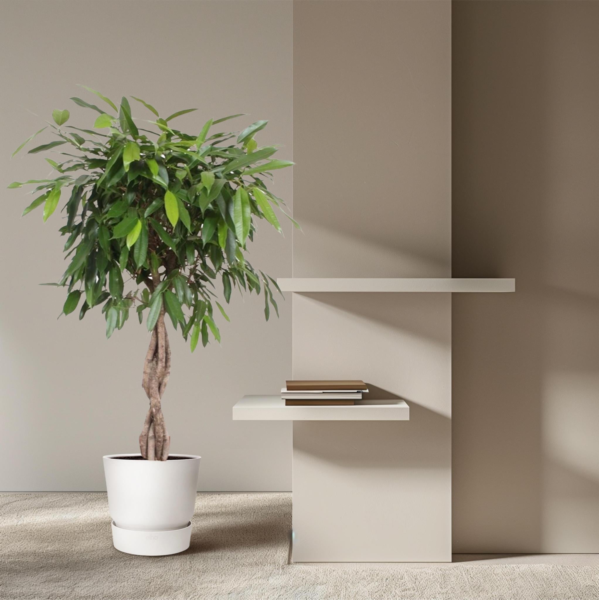 Ficus Amstel King mit geflochtenem Stamm - 140 cm - ø34