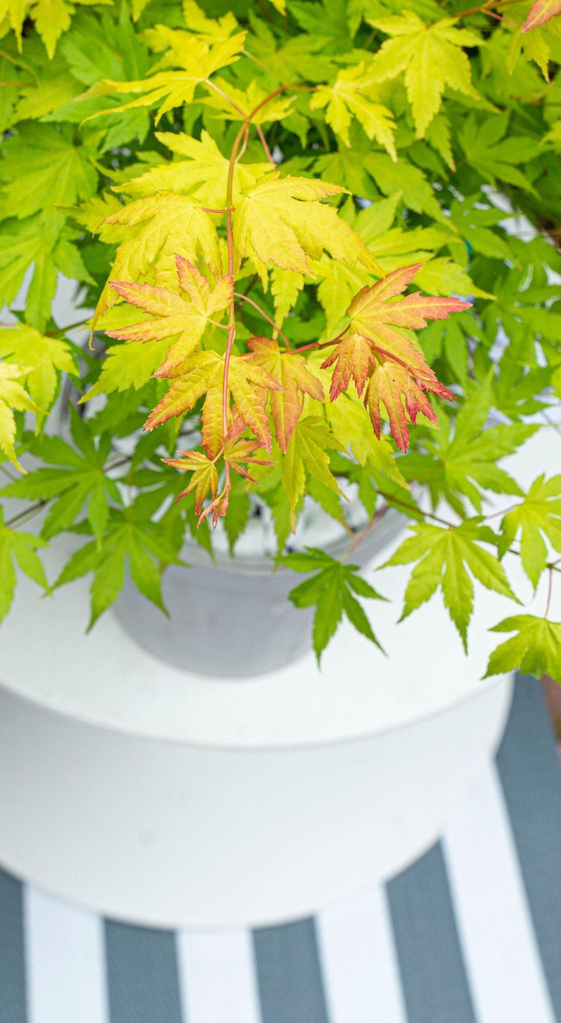 Acer Palmatum Orange Dream - Ø13 - ↨20cm