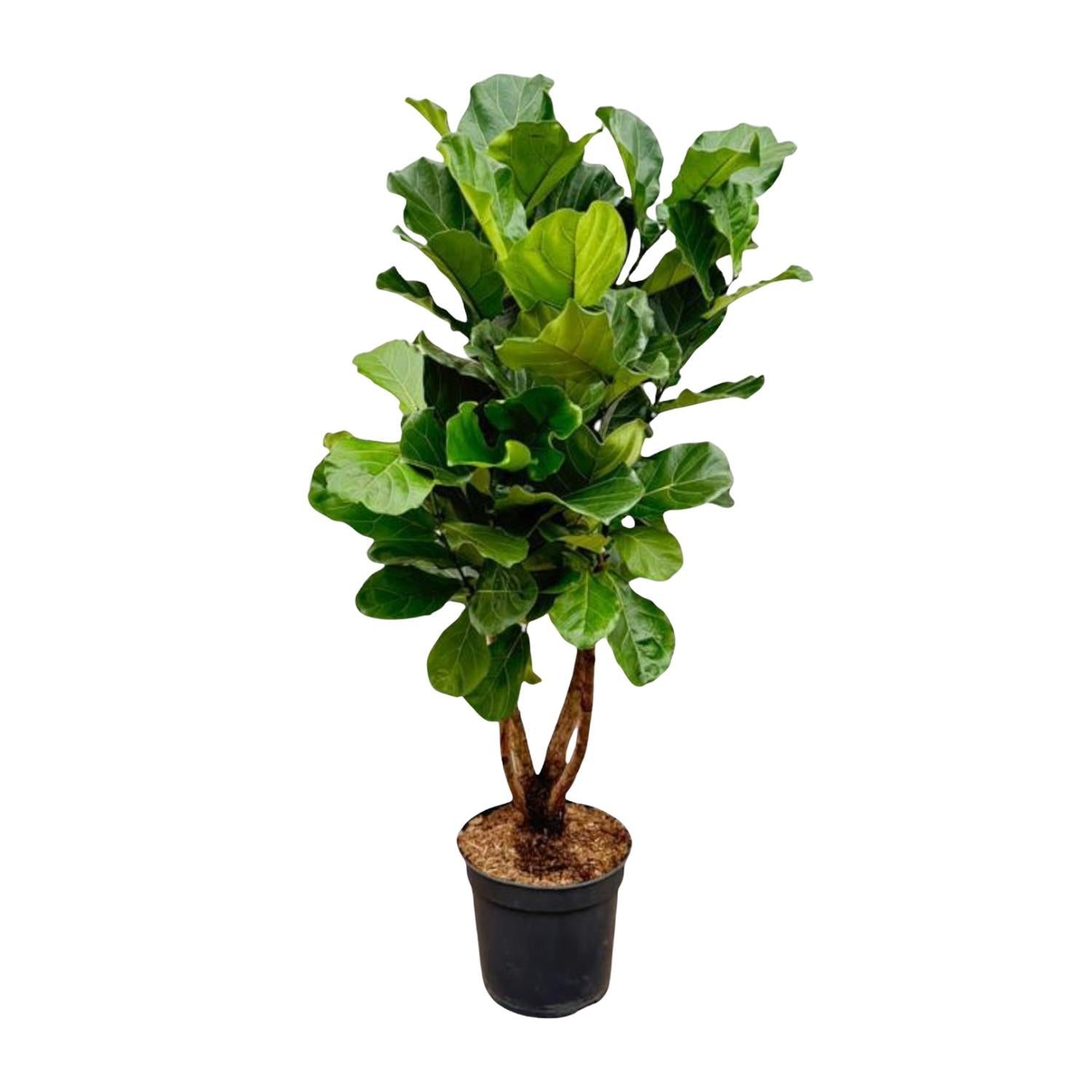 Ficus Lyrata verzweigt XL - 200cm - ø32