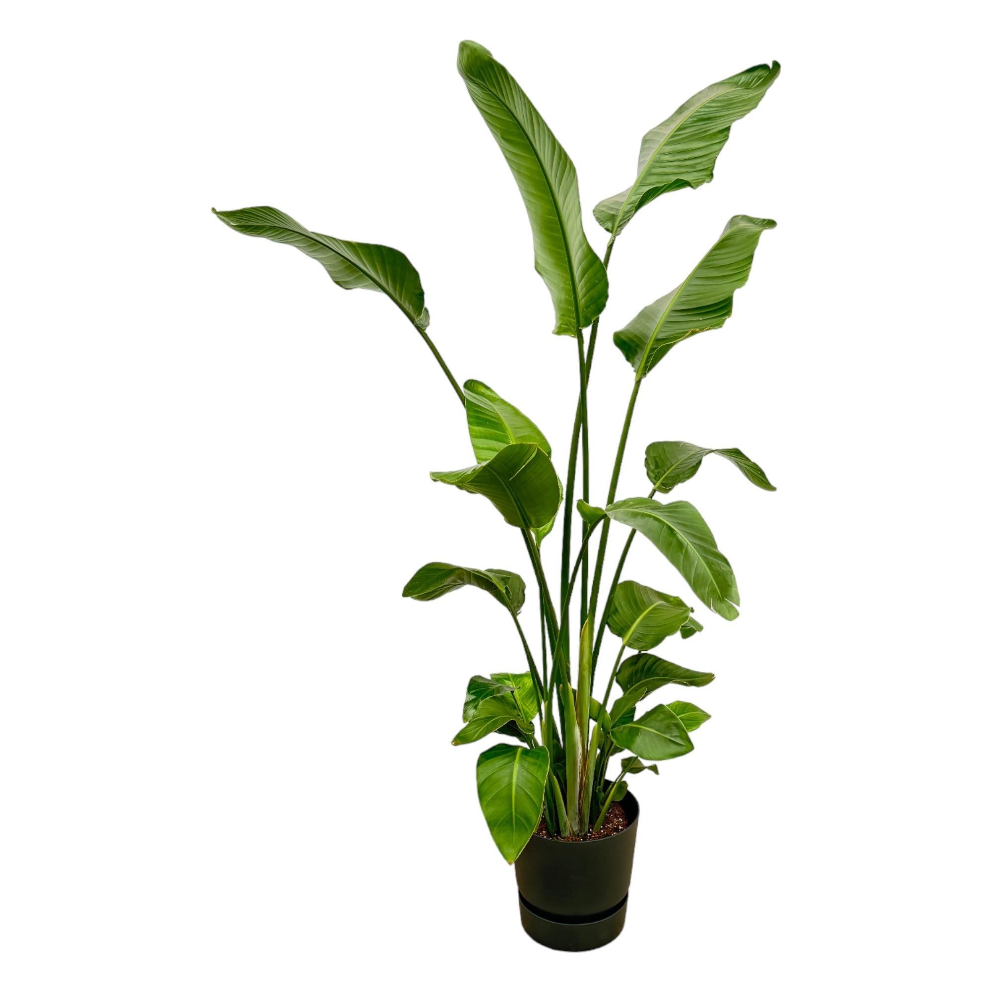Strelitzia Nicolai inkl. elho Greenville Rund Schwarz - 180 cm - Ø30